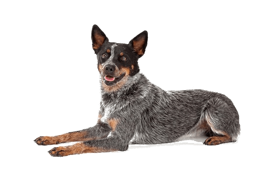 Petco Pet Education Center