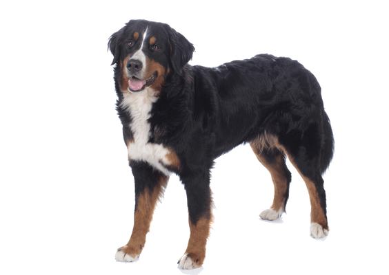 Petco Pet Education Center