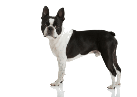 Petco Pet Education Center