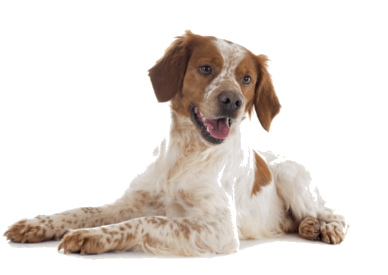 Petco Pet Education Center