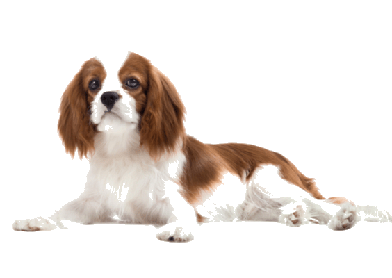 Petco Pet Education Center