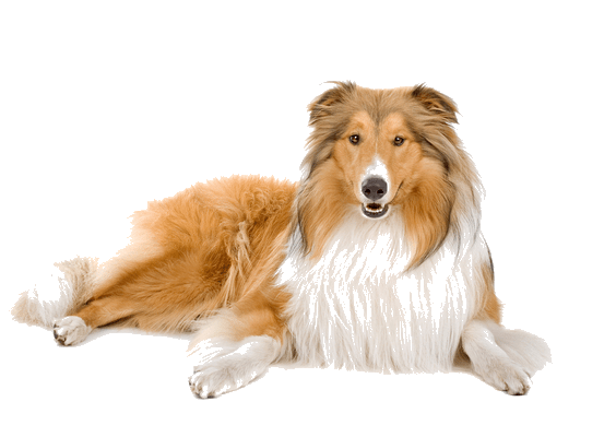 Petco Pet Education Center