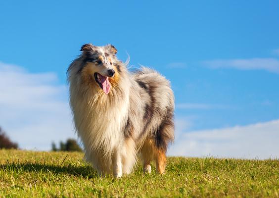 Blue Merle