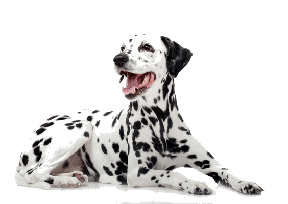 Petco Pet Education Center