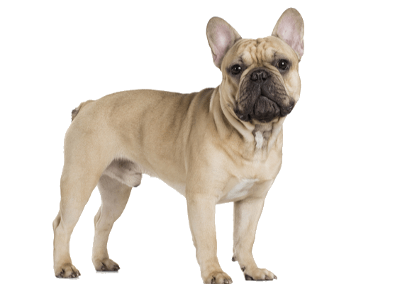 Petco Pet Education Center