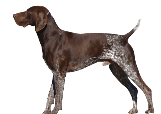 Petco Pet Education Center