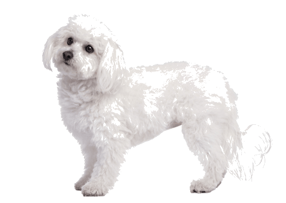 Petco Pet Education Center