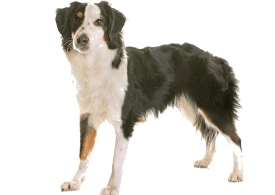 Petco Pet Education Center