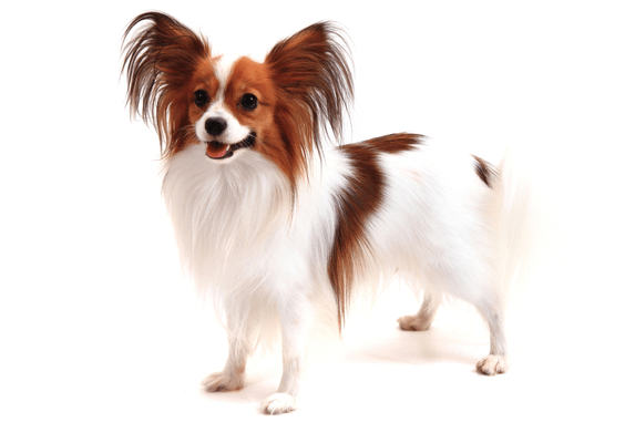 Petco Pet Education Center