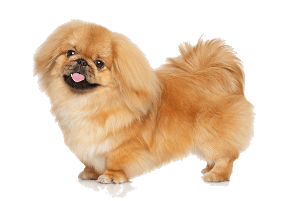 Petco Pet Education Center