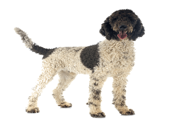 Petco Pet Education Center