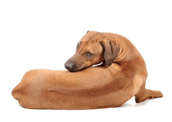 Petco Pet Education Center