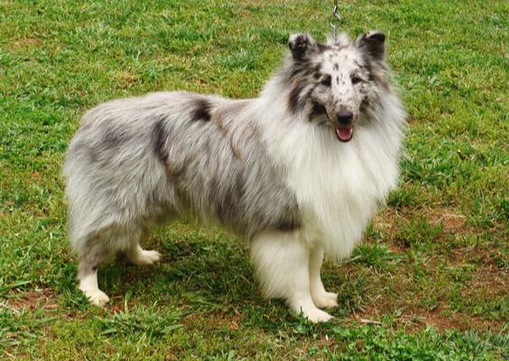 Blue Merle