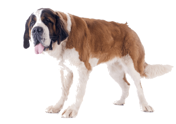 Petco Pet Education Center