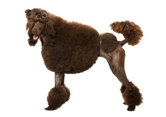 Petco Pet Education Center