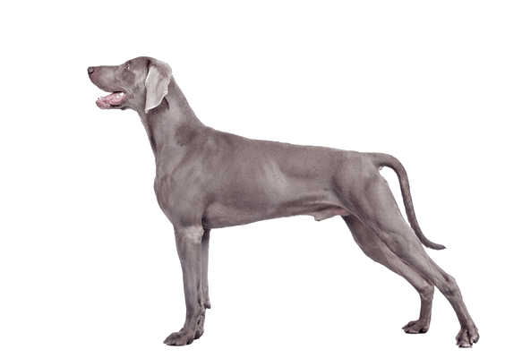 Petco Pet Education Center