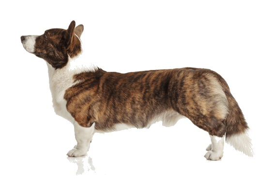 Petco Pet Education Center