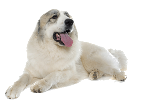 Petco Pet Education Center