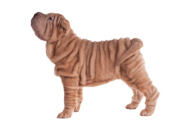 Petco Pet Education Center