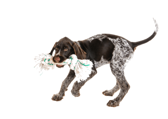 Petco Pet Education Center