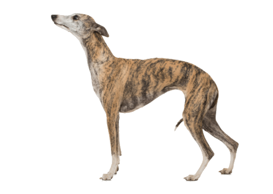 Petco Pet Education Center