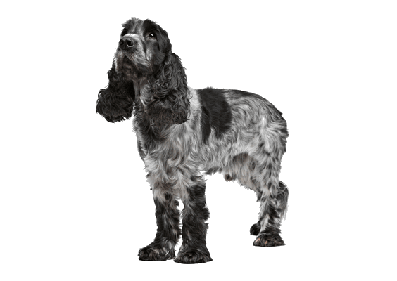 Petco Pet Education Center