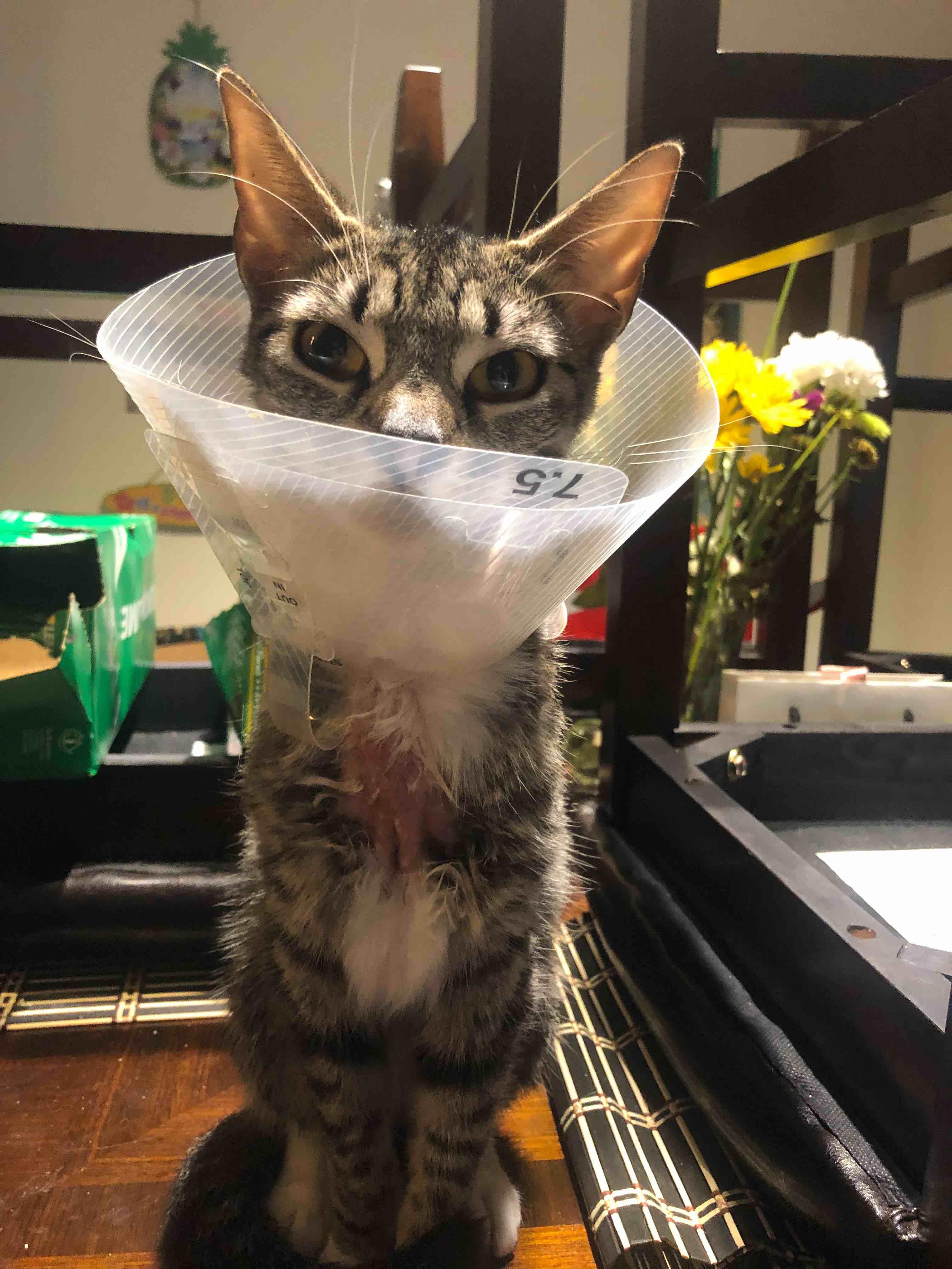 Question details sensitive content