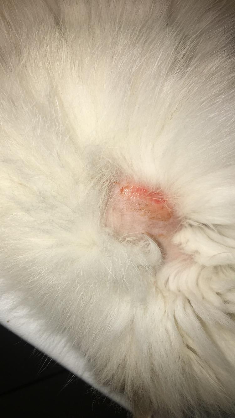 Question details sensitive content