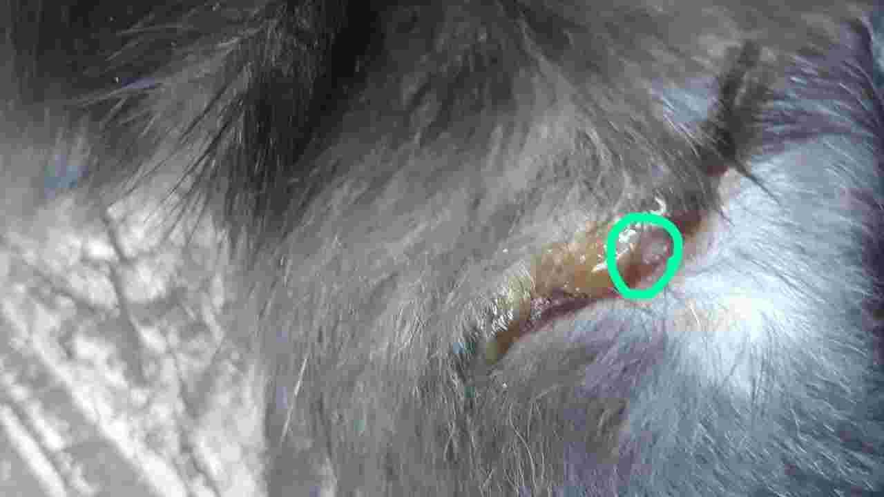 Question details sensitive content