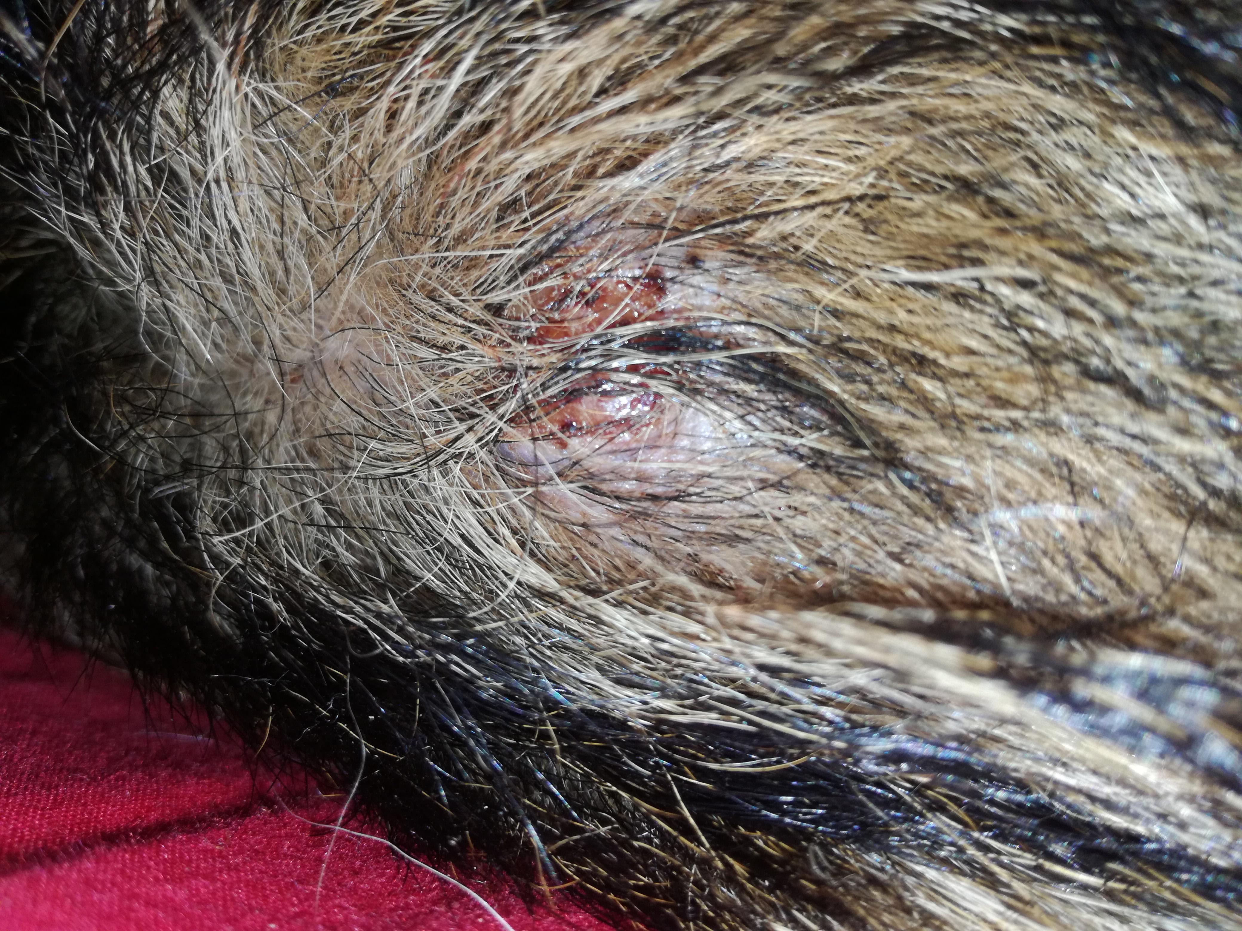 Question details sensitive content