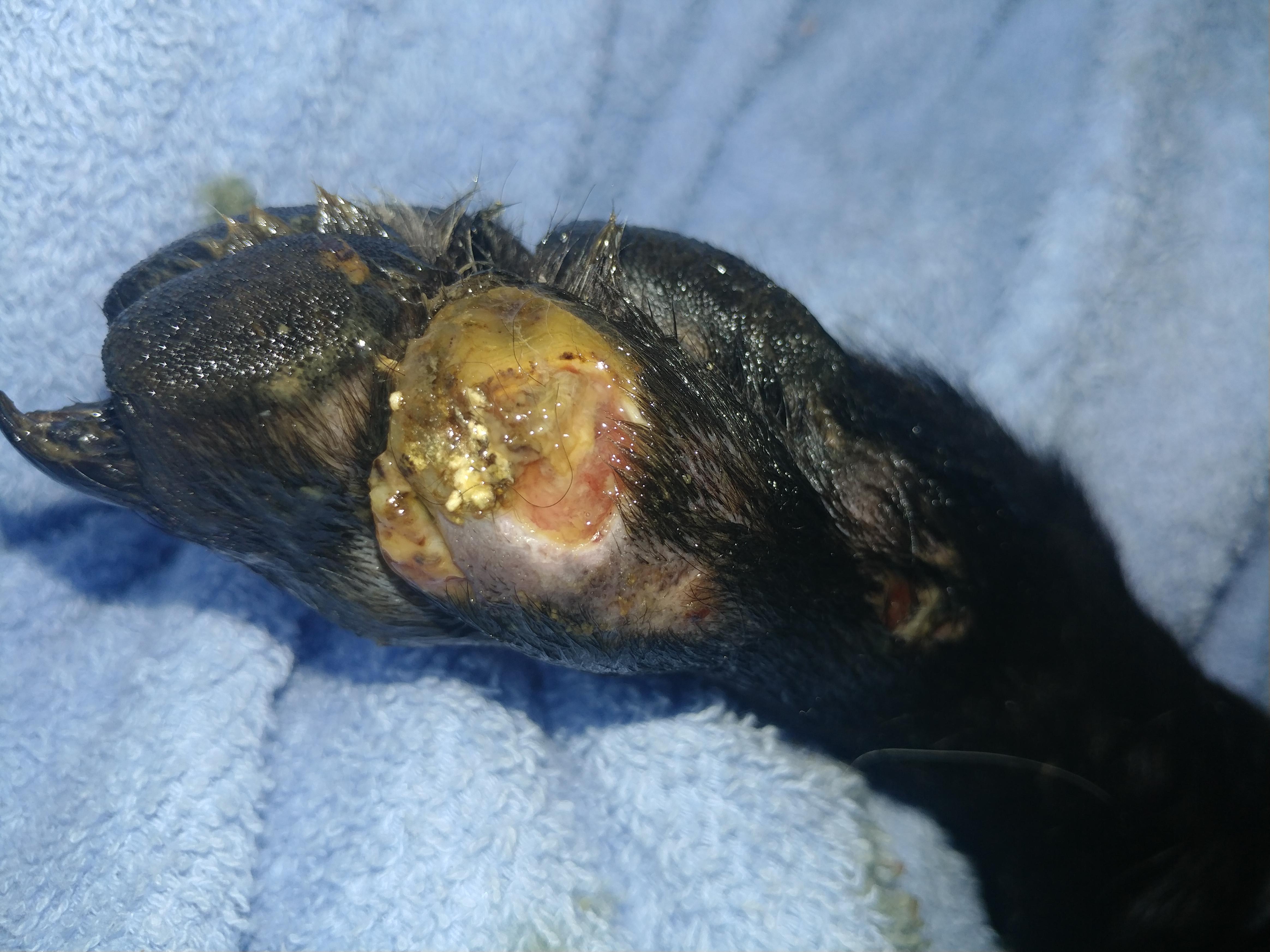 Question details sensitive content