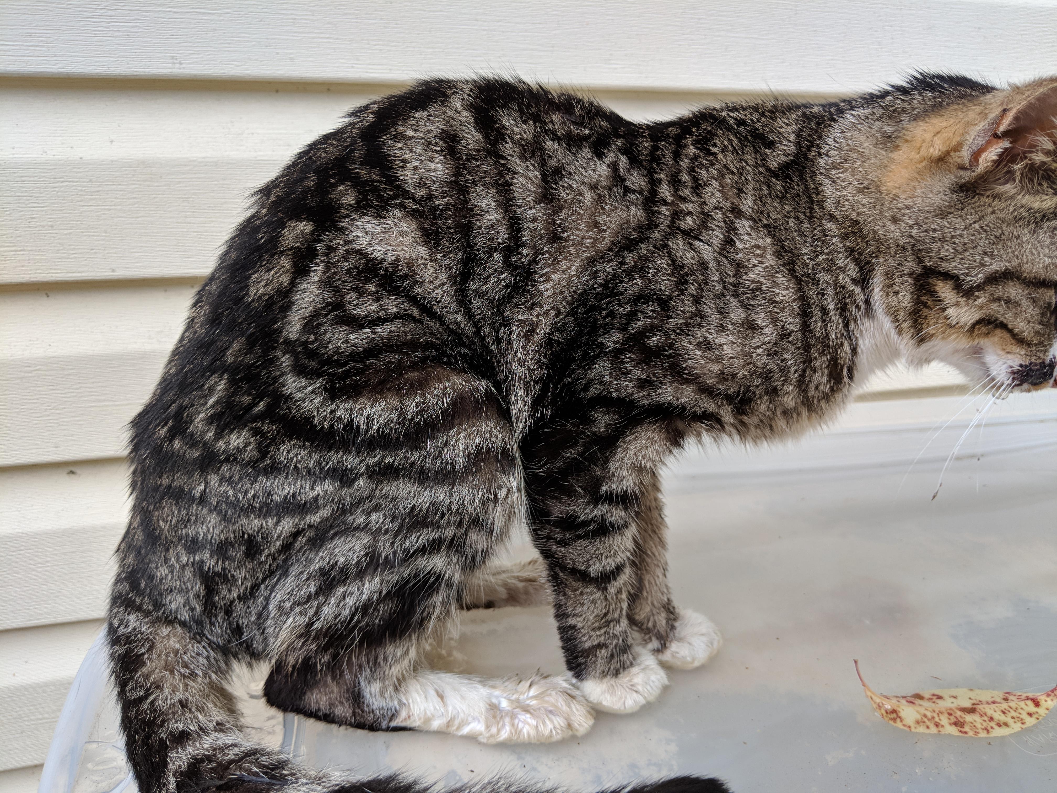 Question details sensitive content