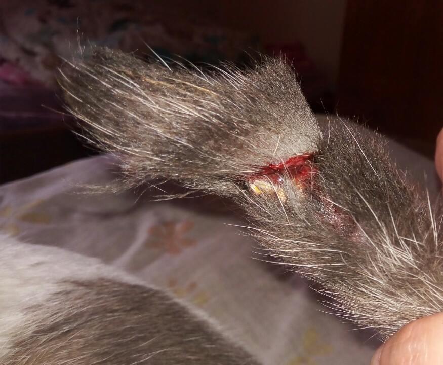 Question details sensitive content