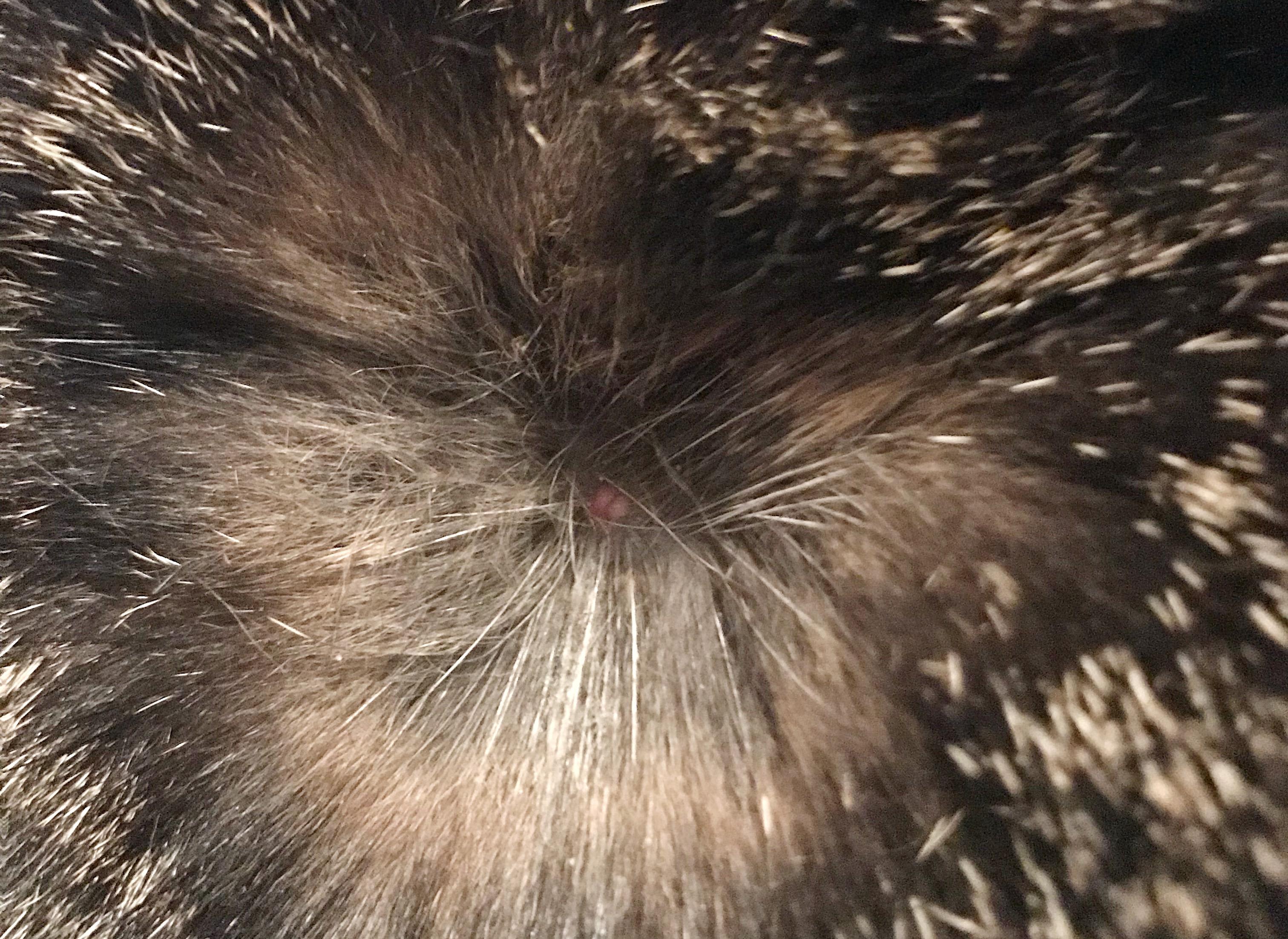 Question details sensitive content