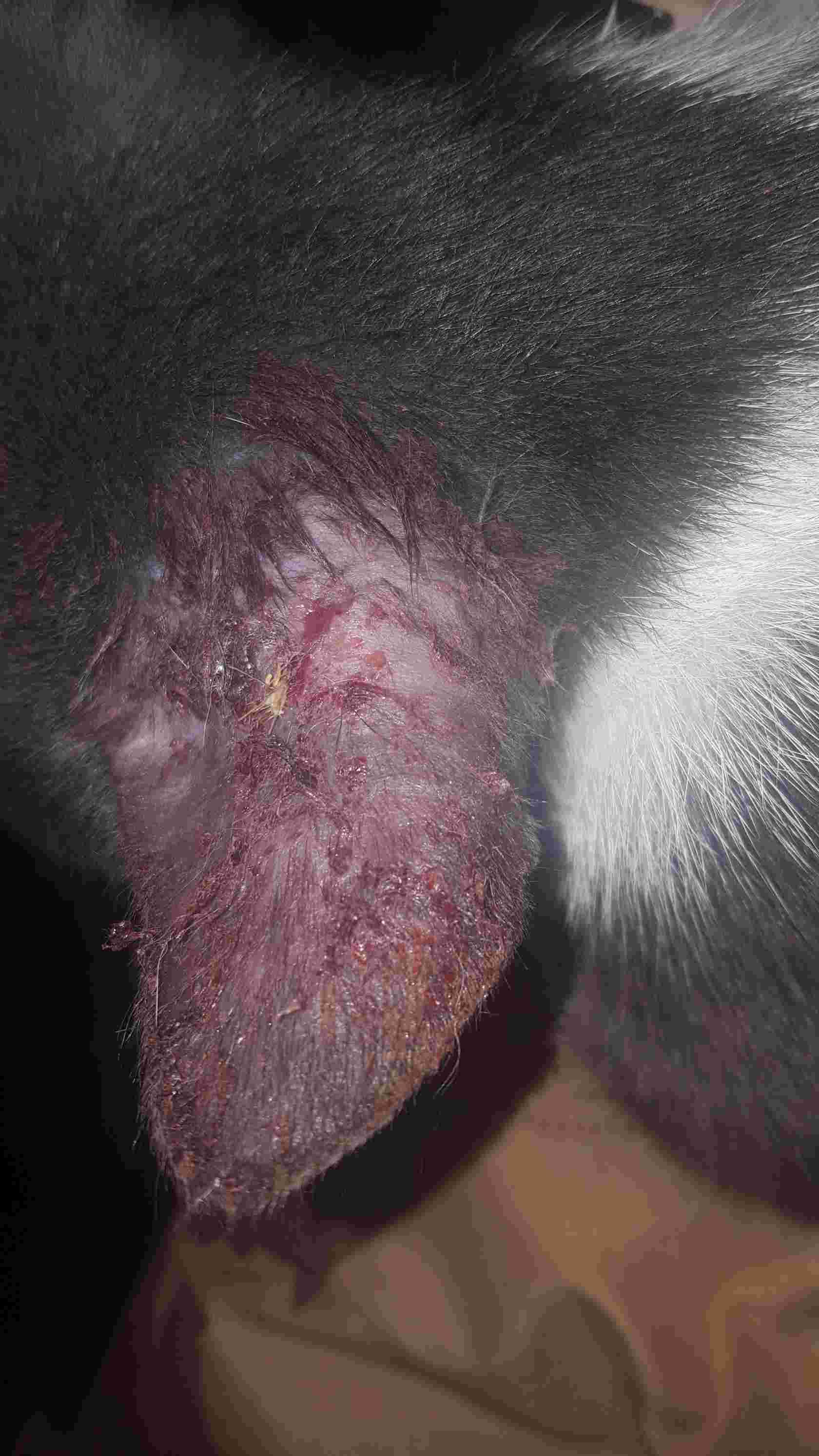 Question details sensitive content