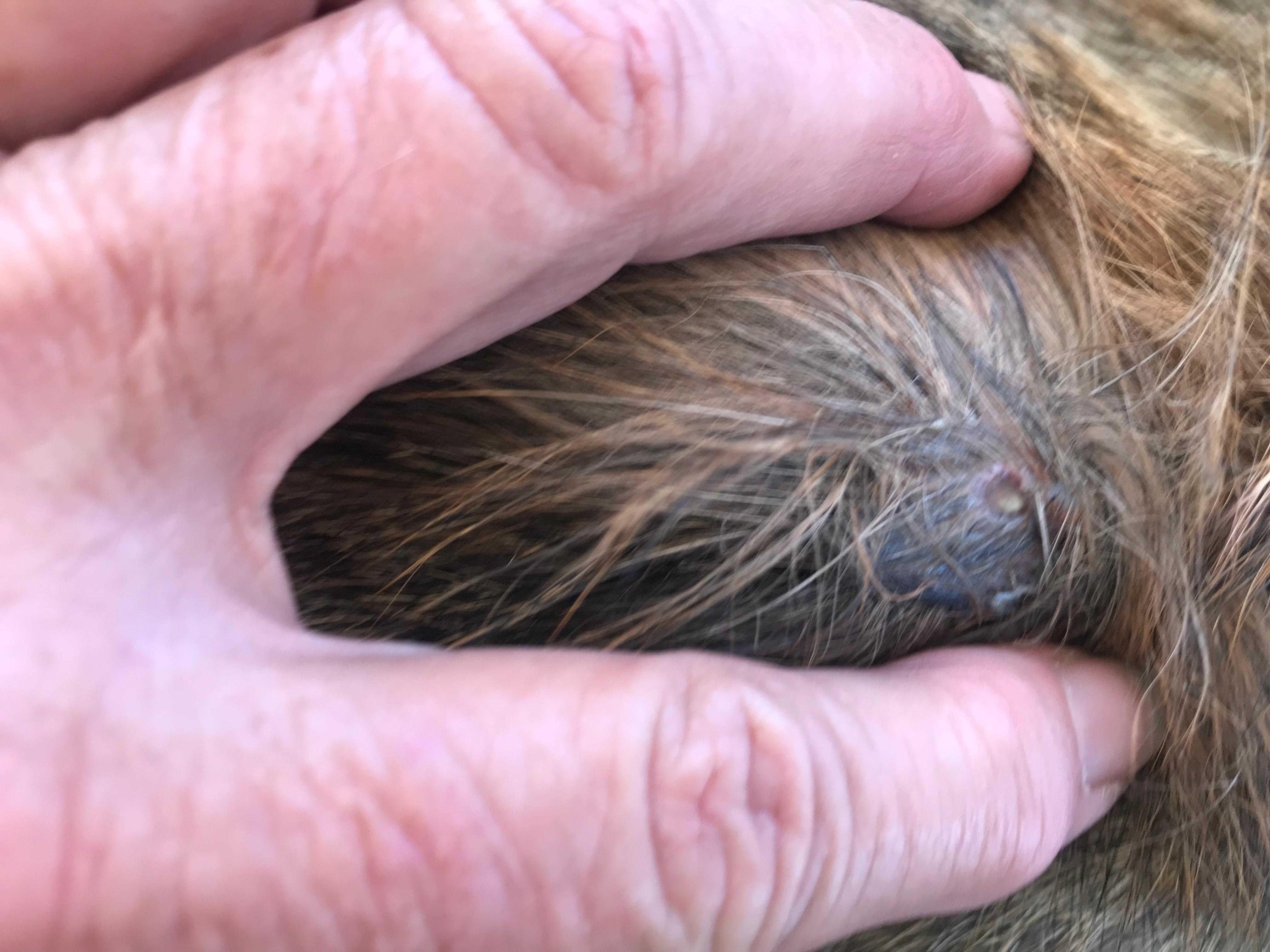 Question details sensitive content