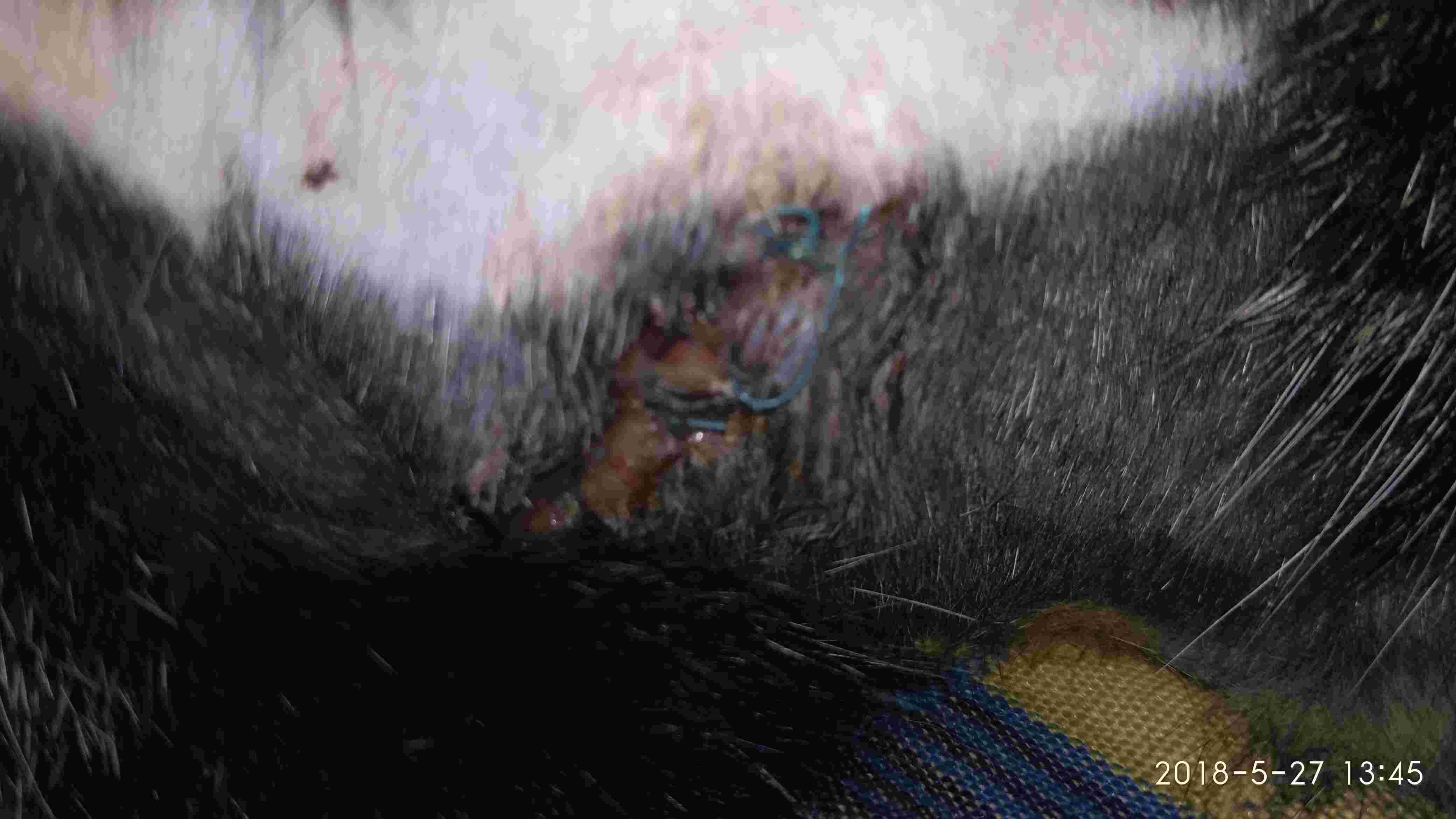 Question details sensitive content