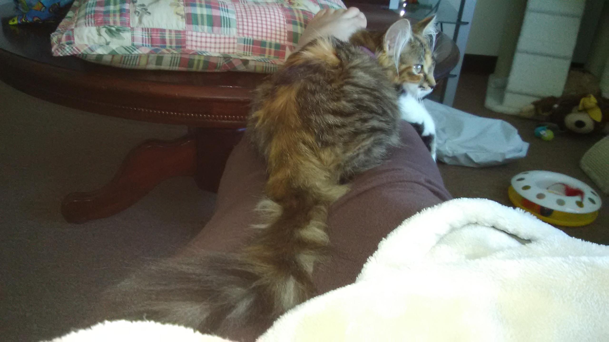 Question details sensitive content