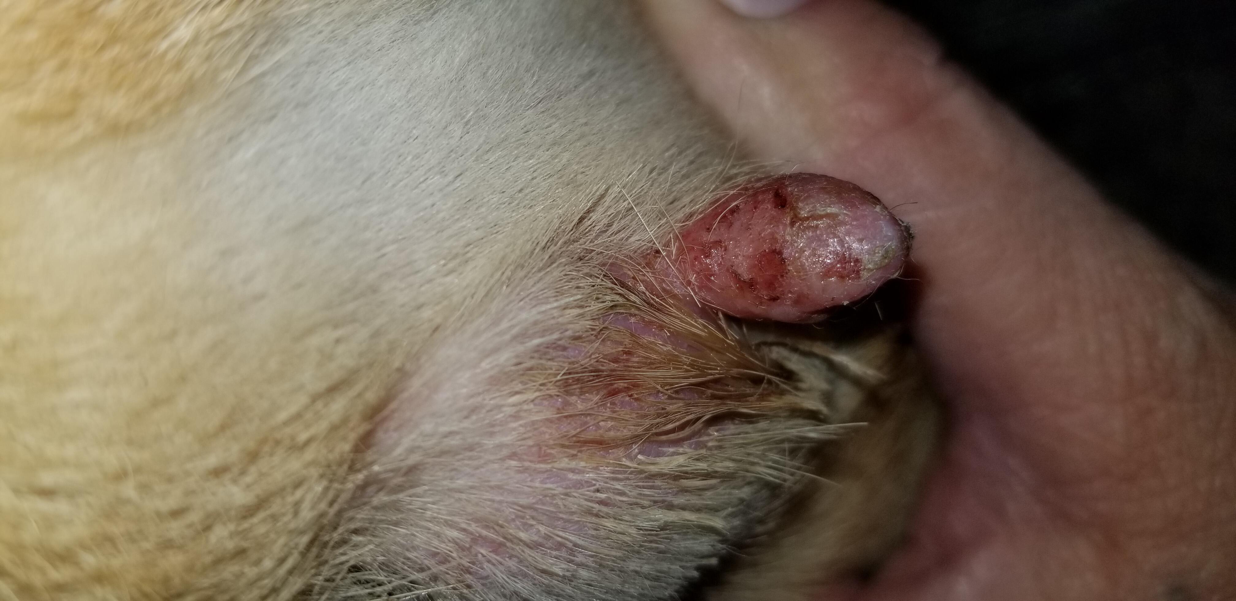 Question details sensitive content