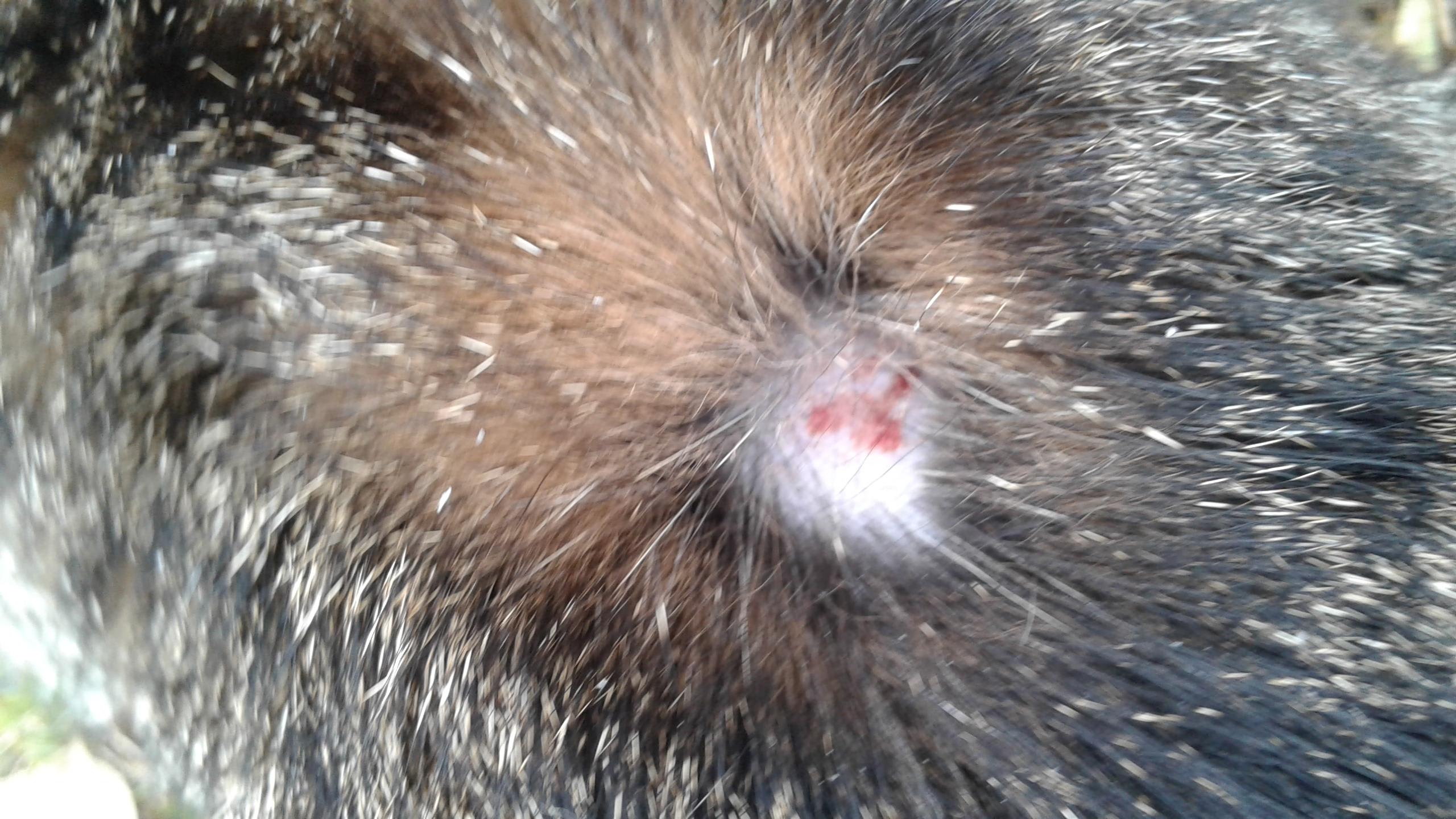 Question details sensitive content