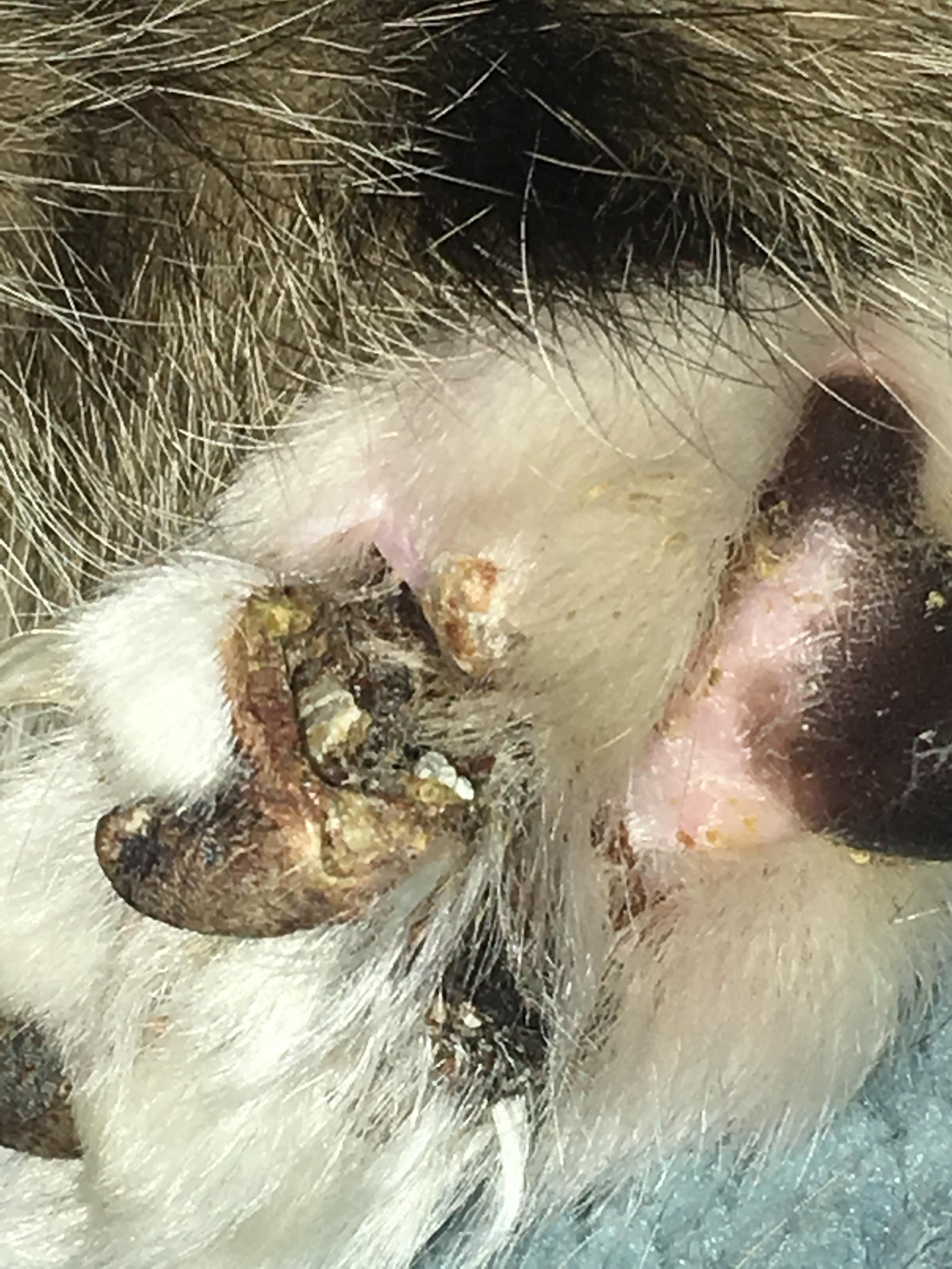 Question details sensitive content