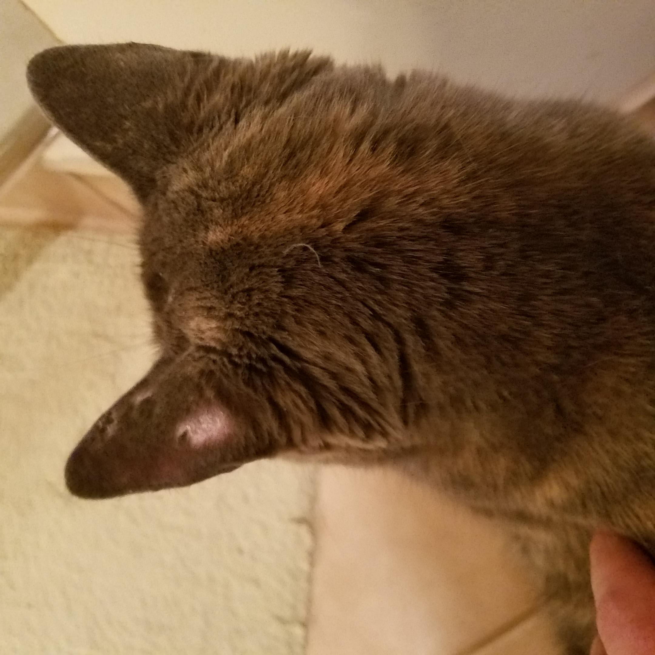 Question details sensitive content