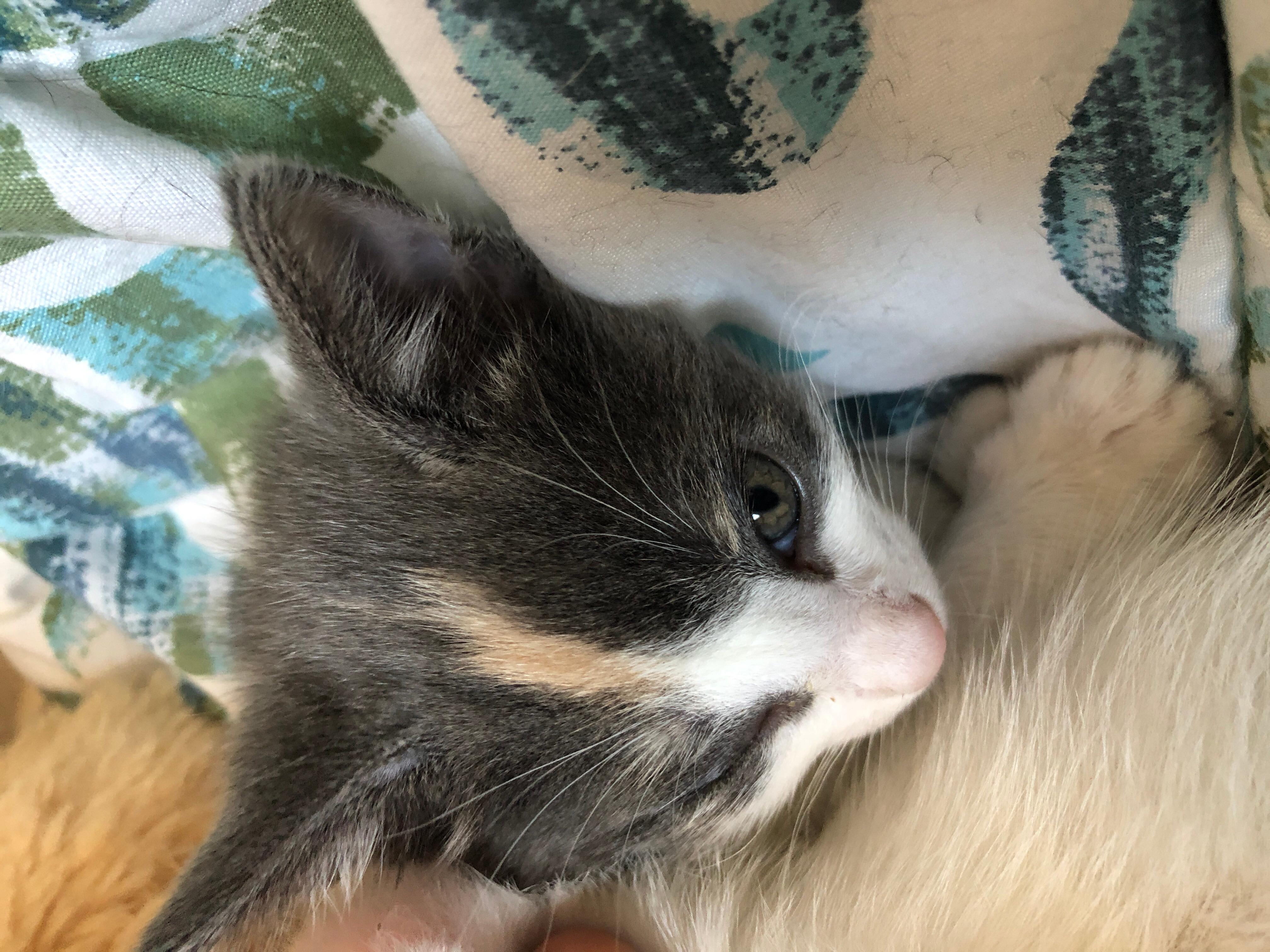 Question details sensitive content