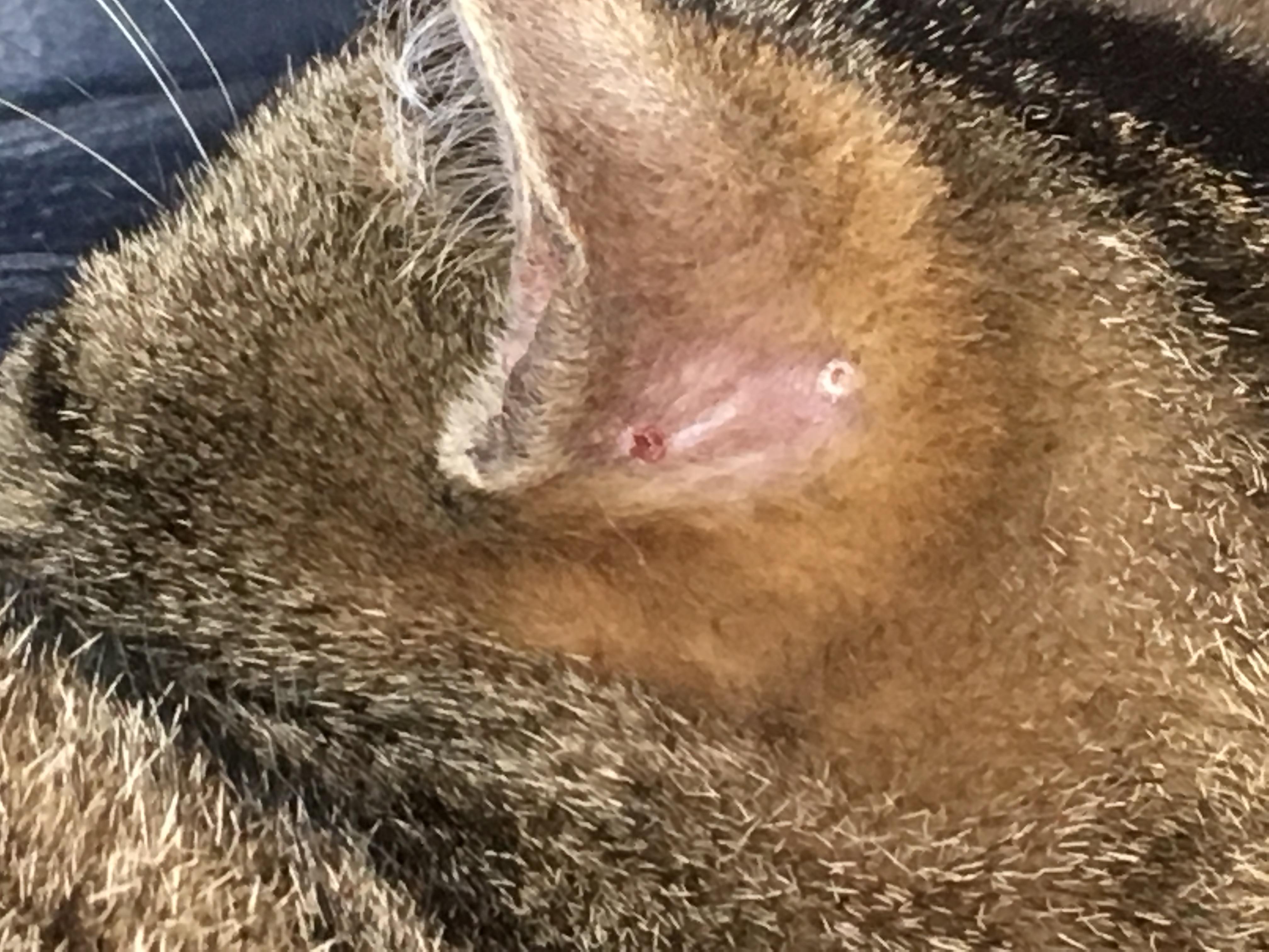 Question details sensitive content