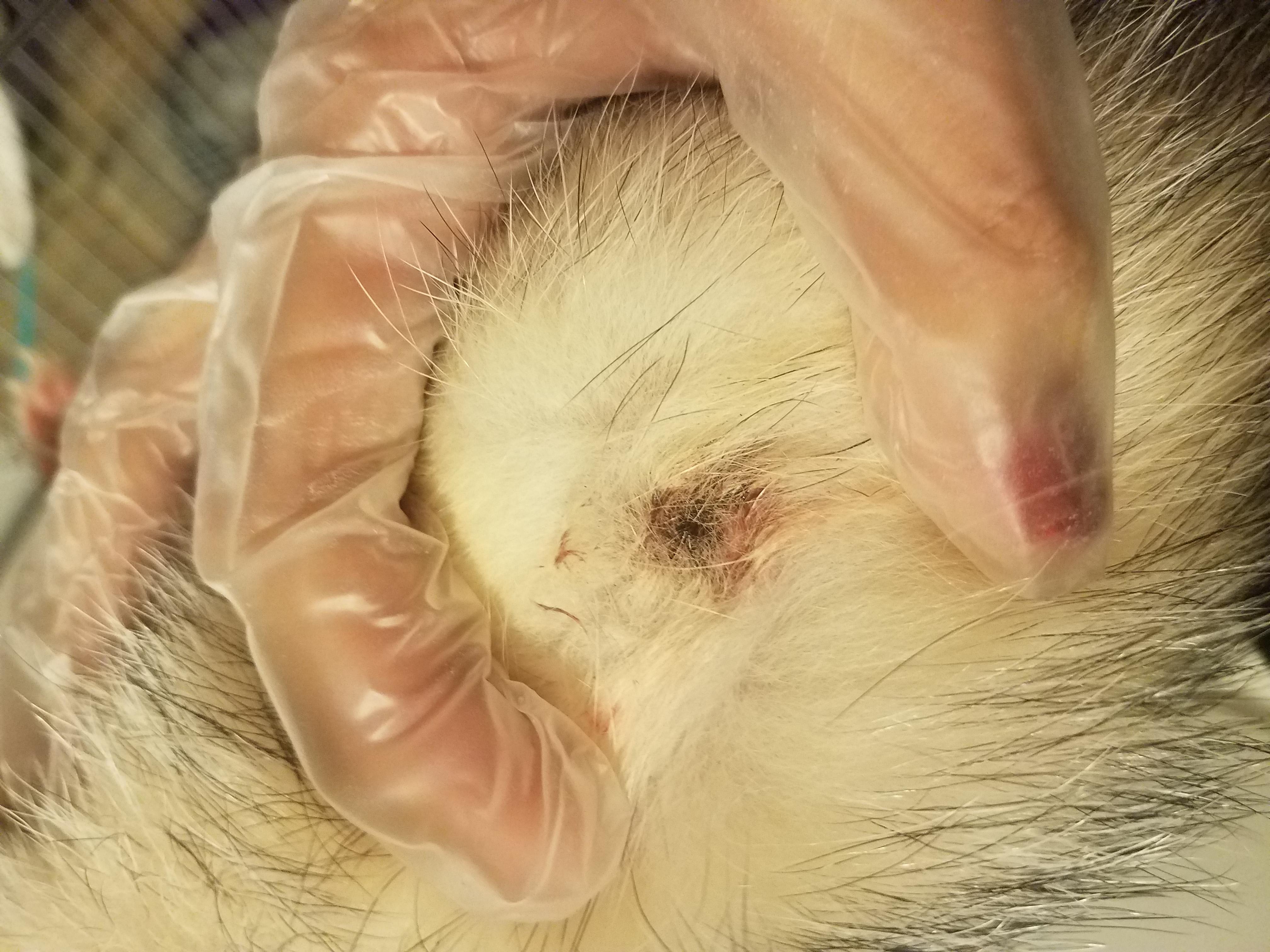 Question details sensitive content