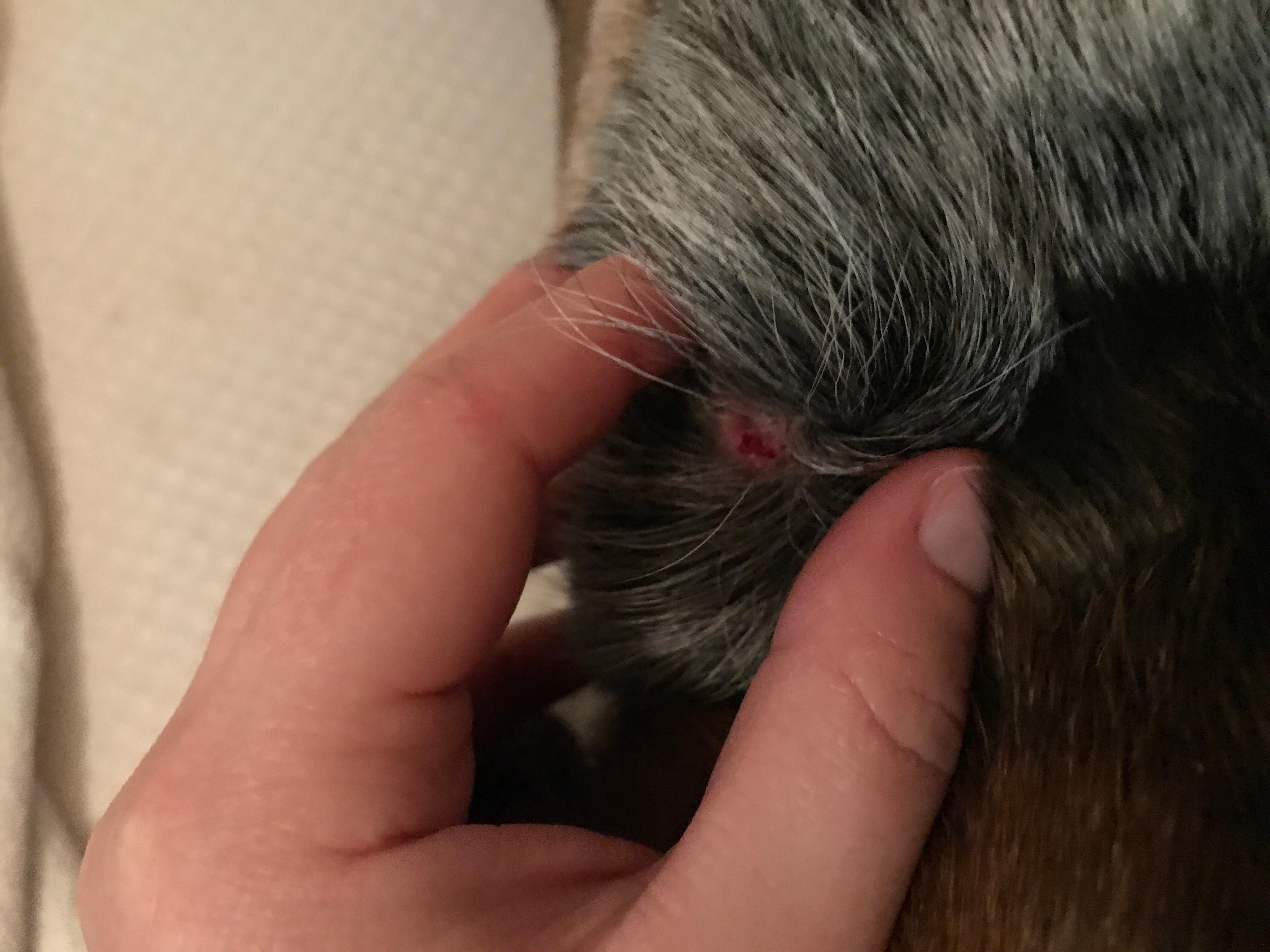 Question details sensitive content