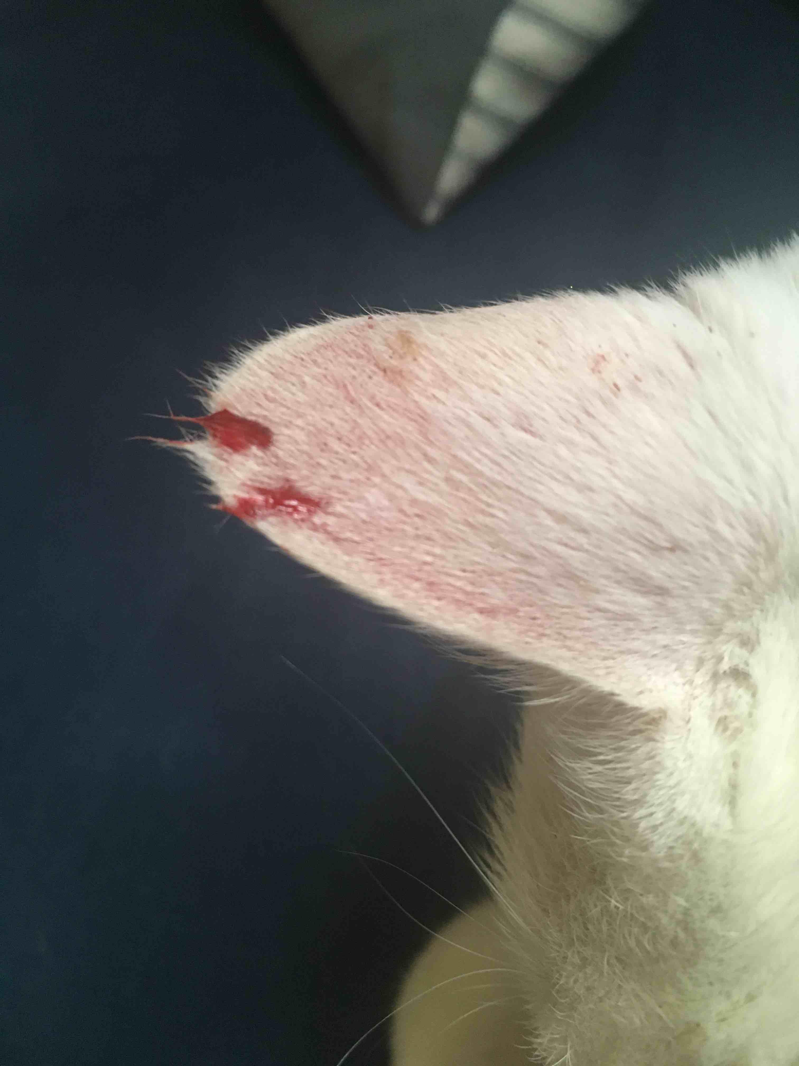 Question details sensitive content