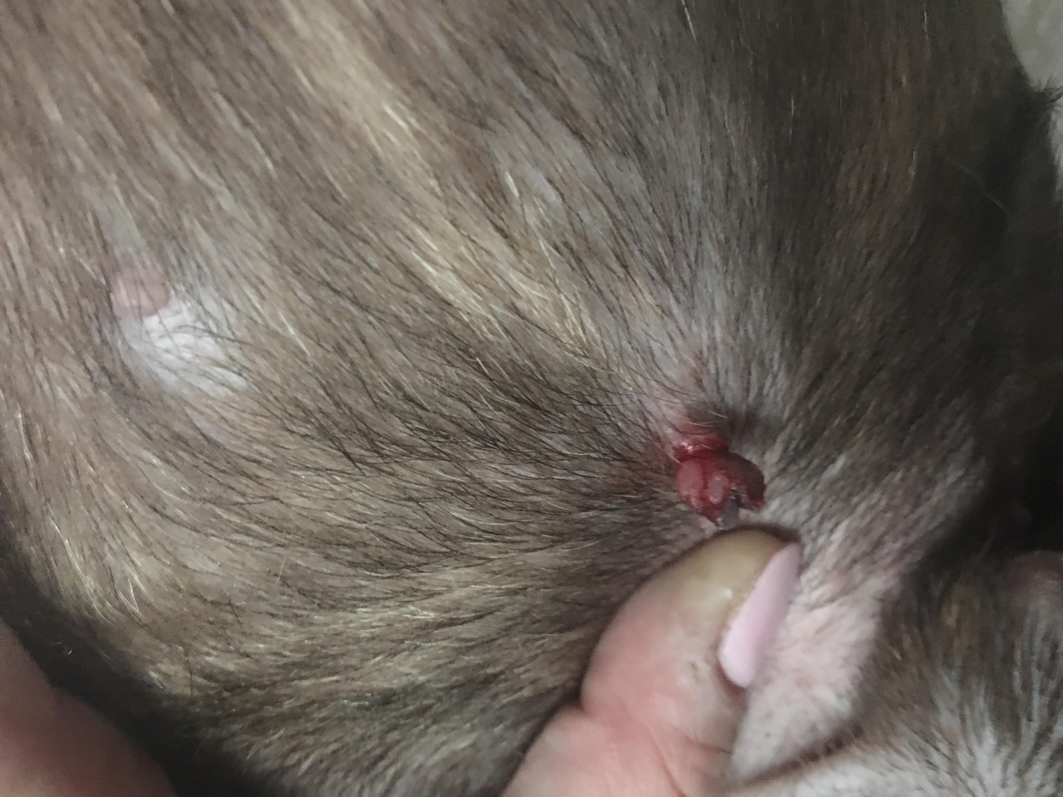 Question details sensitive content