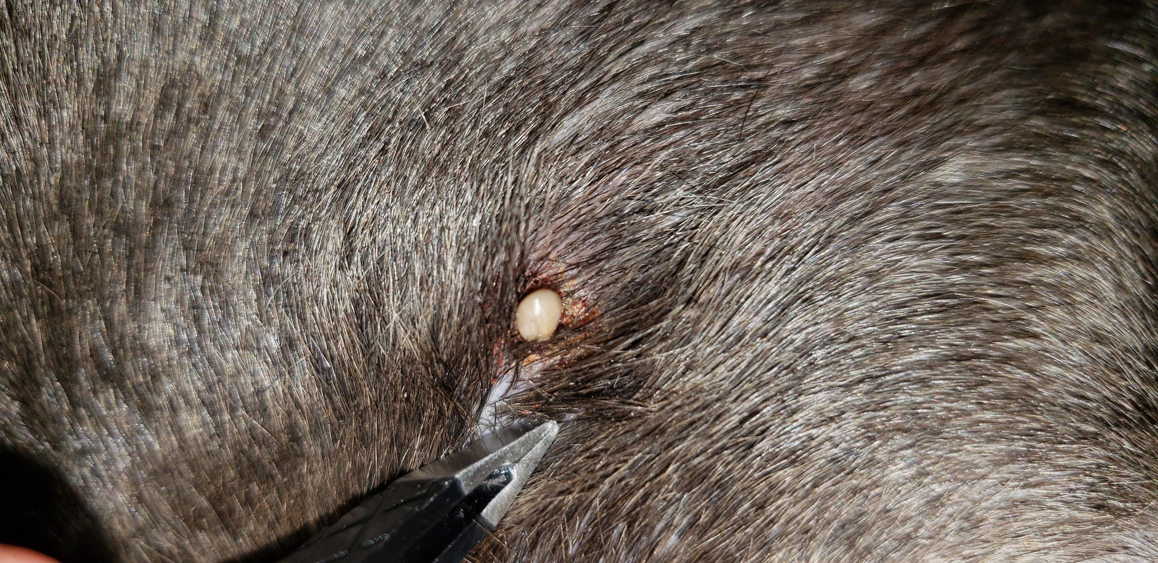 Question details sensitive content