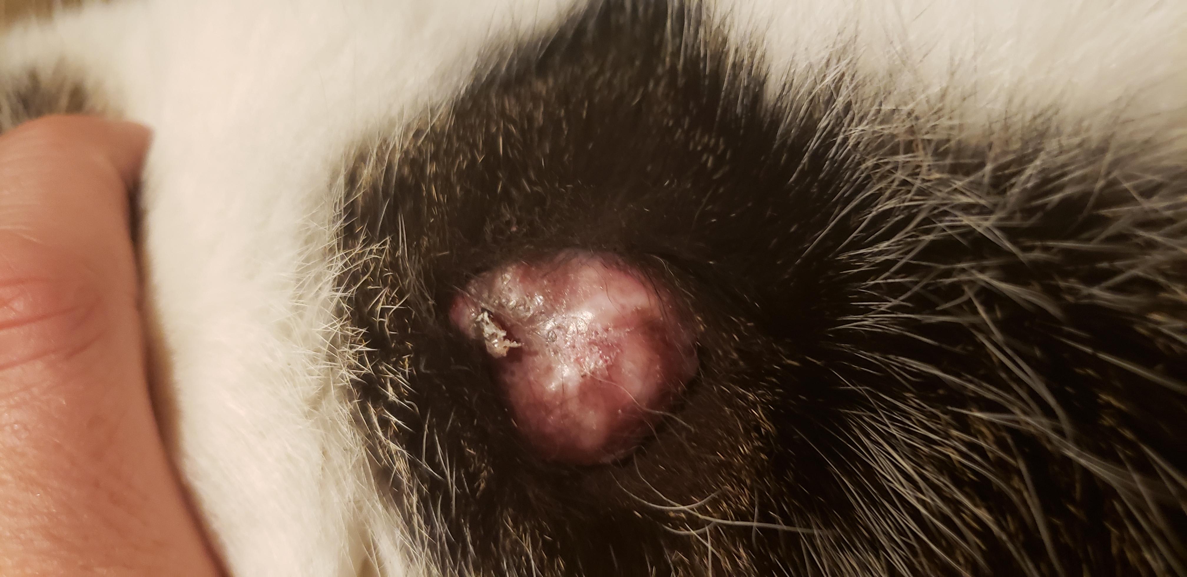 Question details sensitive content